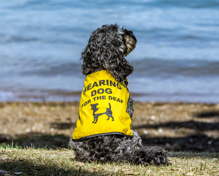 A hearing dog for the deaf sits by the water.